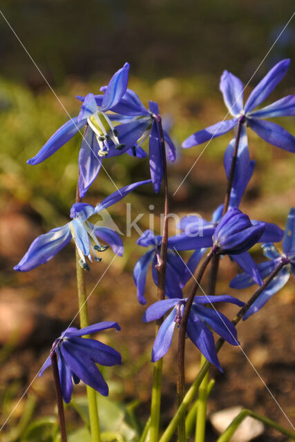 Siberian Saxifrage (Scilla siberica)