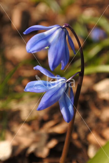 Oosterse sterhyacint (Scilla siberica)