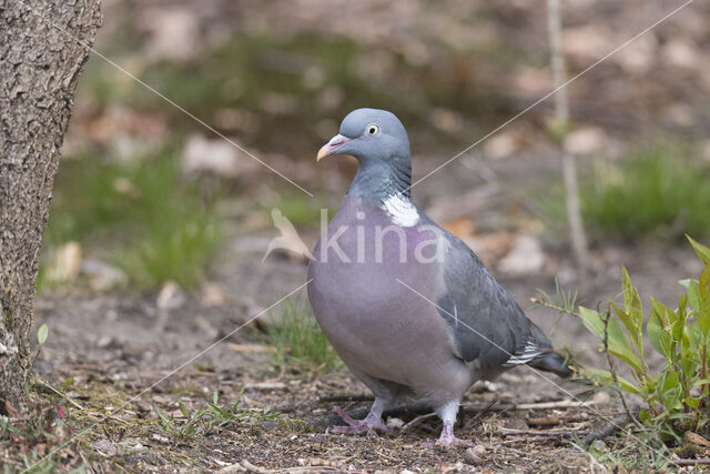 Houtduif (Columba palumbus)