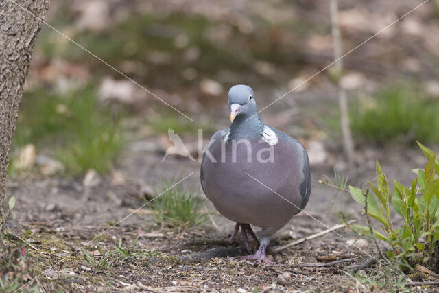 Houtduif (Columba palumbus)