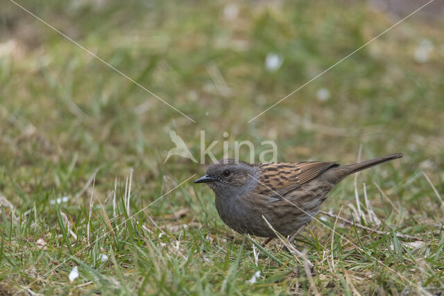 Heggemus (Prunella modularis)