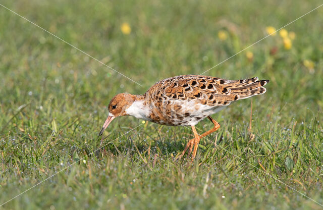 Kemphaan (Philomachus pugnax)