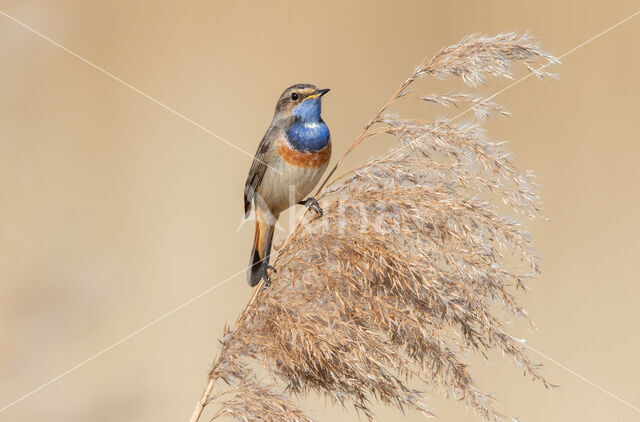 Blauwborst (Luscinia svecica)