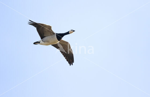 Brandgans (Branta leucopsis)