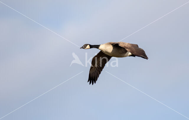 Canada Goose (Branta canadensis)