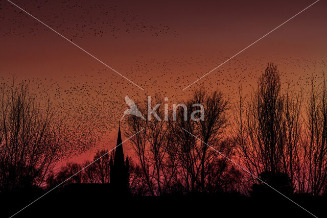 European Starling (Sturnus vulgaris)