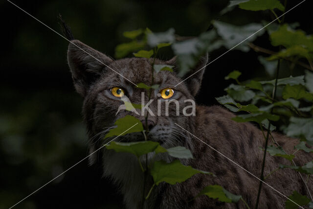 Euraziatische lynx (Lynx lynx)