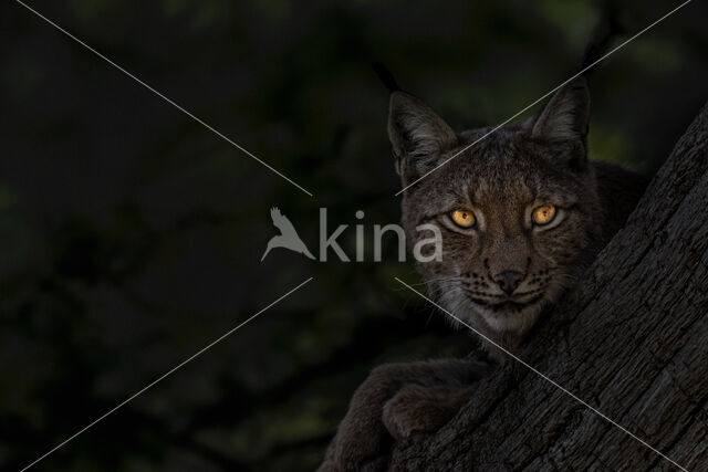 Euraziatische lynx (Lynx lynx)