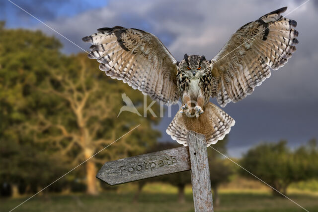 Eurasian Eagle-Owl (Bubo bubo)