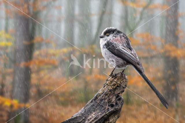 Long-tailed Tit (Aegithalos caudatus)