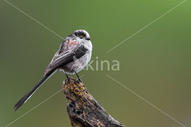 Long-tailed Tit (Aegithalos caudatus)