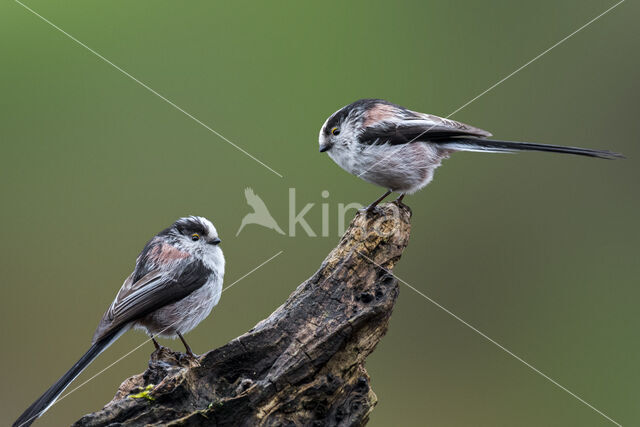 Long-tailed Tit (Aegithalos caudatus)