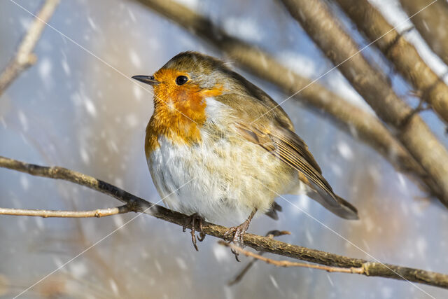 European Robin (Erithacus rubecula)