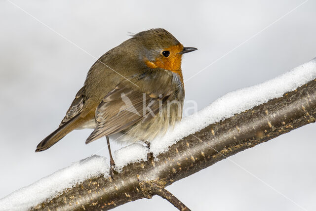 European Robin (Erithacus rubecula)