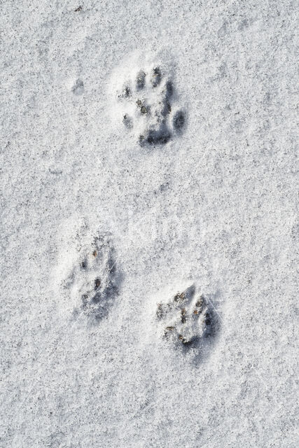 Polecat (Mustela putorius)