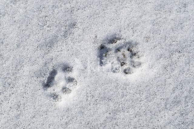 Stoat (Mustela erminea)