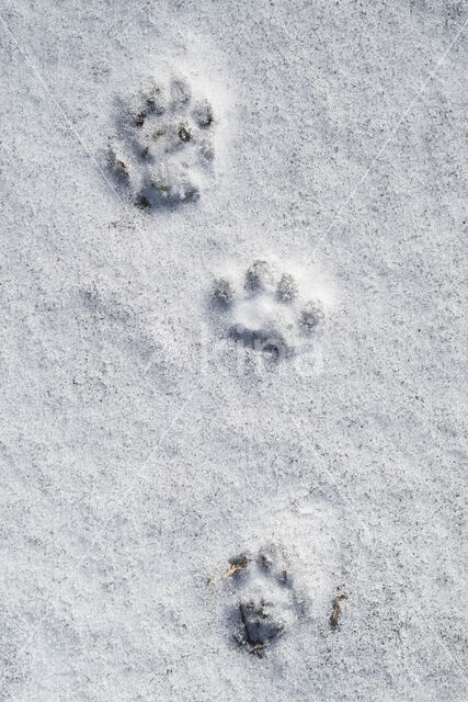 Stoat (Mustela erminea)