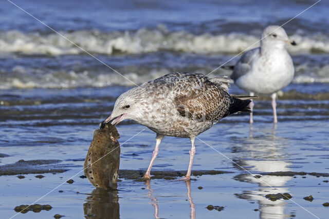 Zilvermeeuw (Larus argentatus)