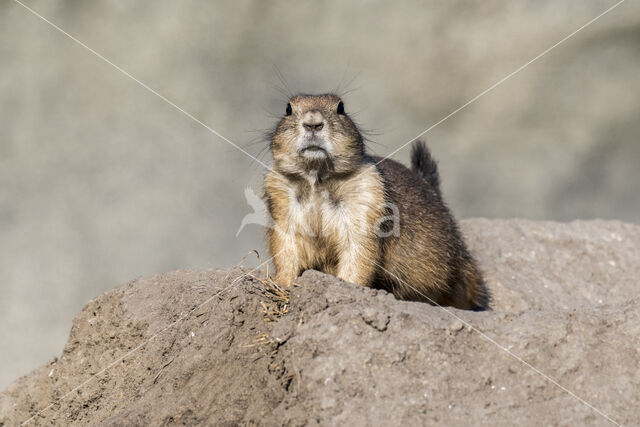 Black-tailed Prairie Dog (Cynomys ludovicianus)