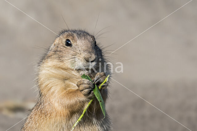 Black-tailed Prairie Dog (Cynomys ludovicianus)