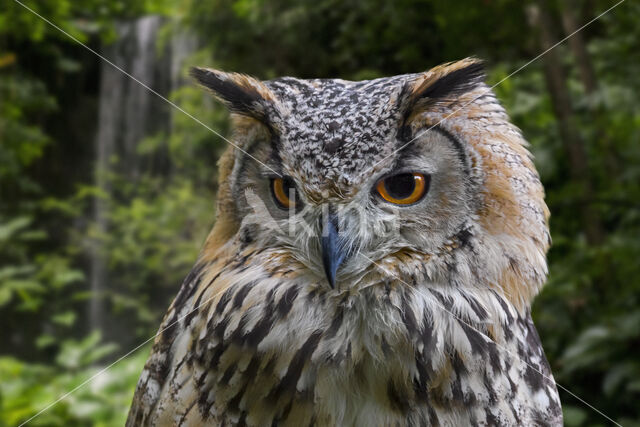 Rock Eagle-Owl (Bubo bengalensis)