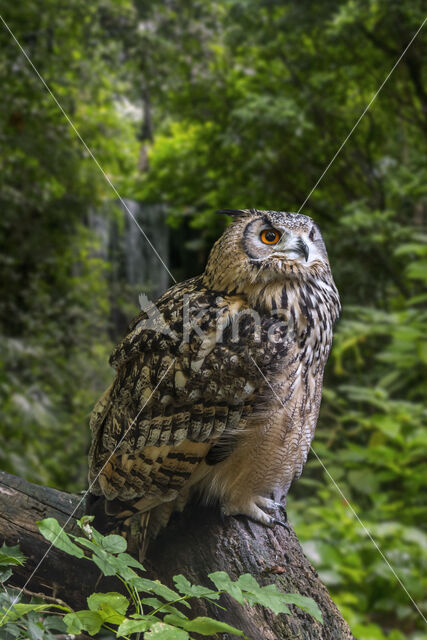 Rock Eagle-Owl (Bubo bengalensis)