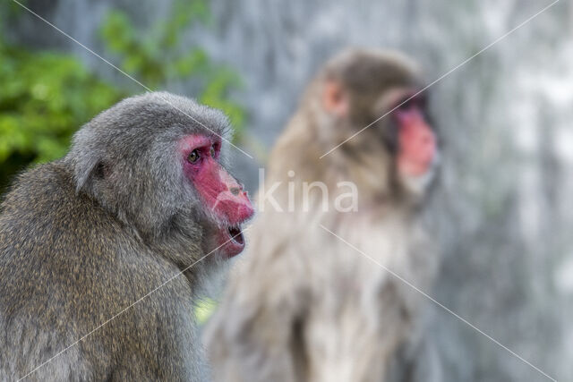 Japanse makaak (Macaca fuscata)