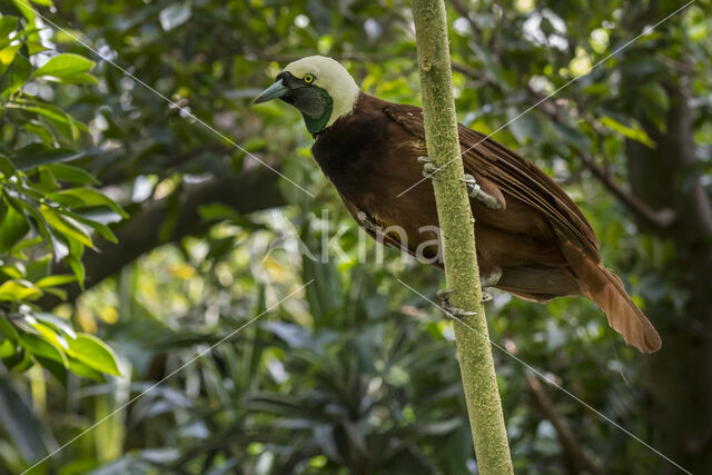 Grote Paradijsvogel (Paradisaea apoda)