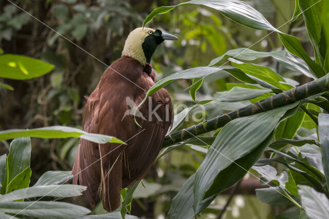 Greater Bird-of-paradise (Paradisaea apoda)