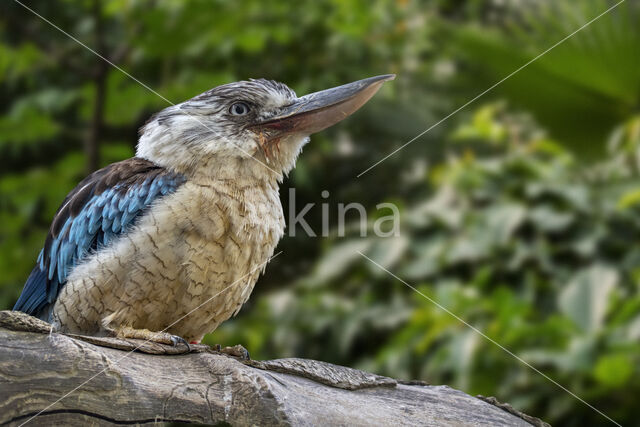Blauwvleugel Kookaburra (Dacelo leachii)