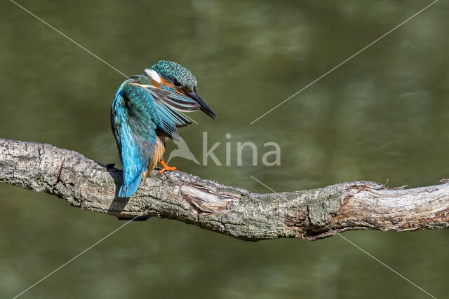 Kingfisher (Alcedo atthis)