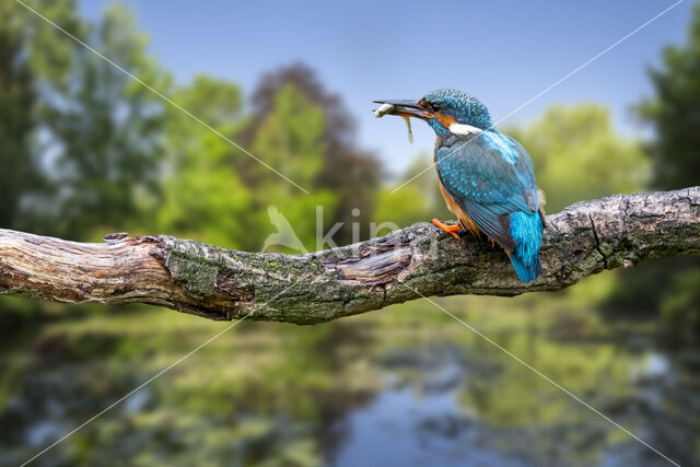 IJsvogel (Alcedo atthis)