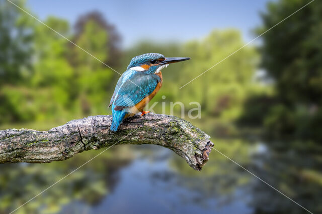 Kingfisher (Alcedo atthis)