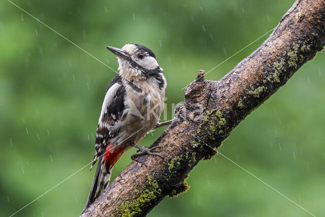 Great Spotted Woodpecker (Dendrocopos major)