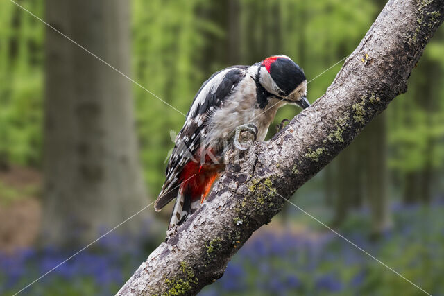 Great Spotted Woodpecker (Dendrocopos major)