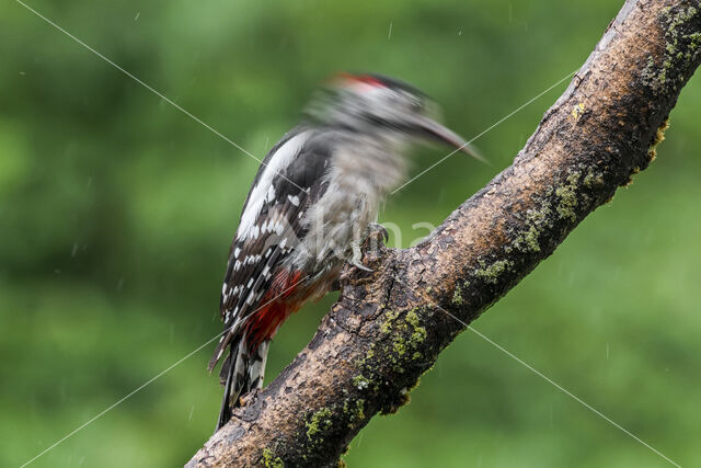 Great Spotted Woodpecker (Dendrocopos major)