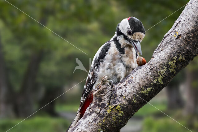 Great Spotted Woodpecker (Dendrocopos major)