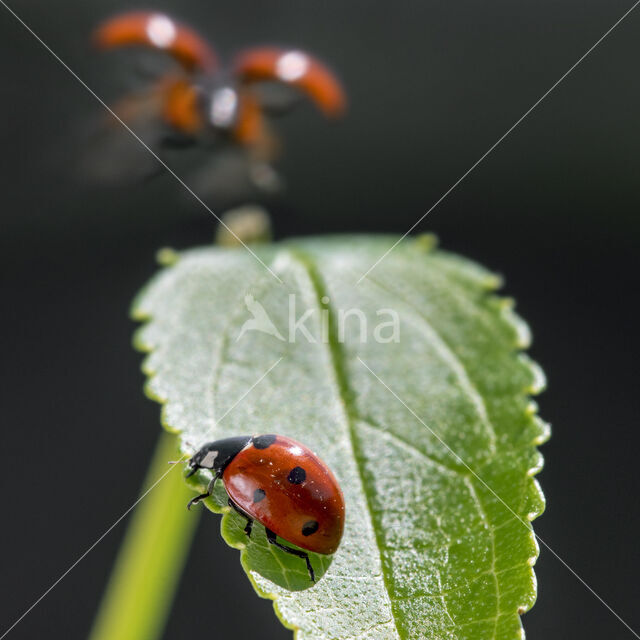 Zevenstippelig lieveheersbeestje (Coccinella septempunctata