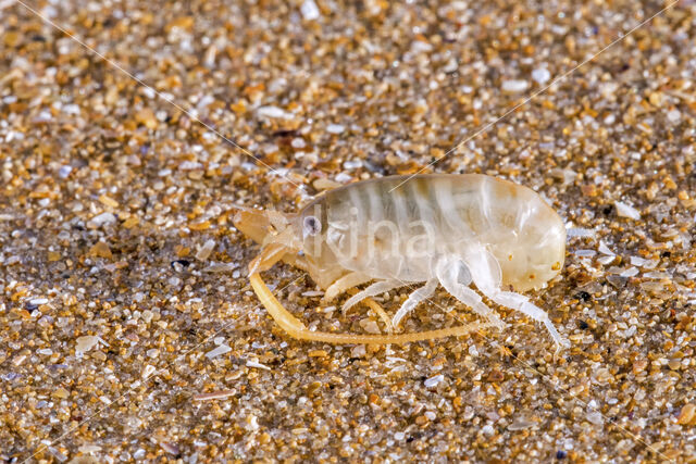 Strandvlo (Talitrus saltator)