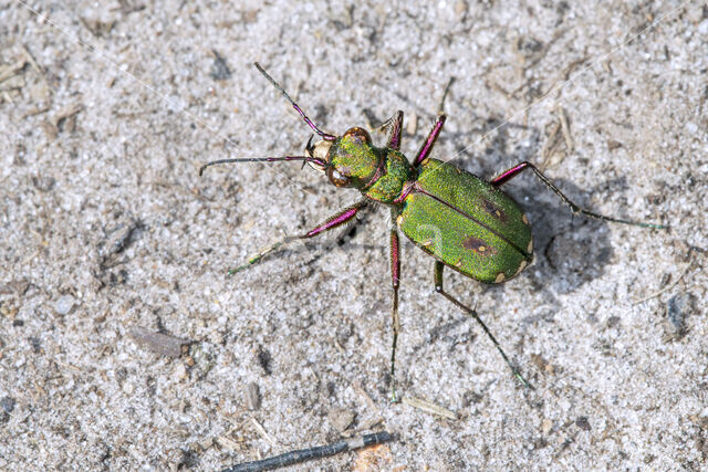 Groene zandloopkever (Cicindela campestris)