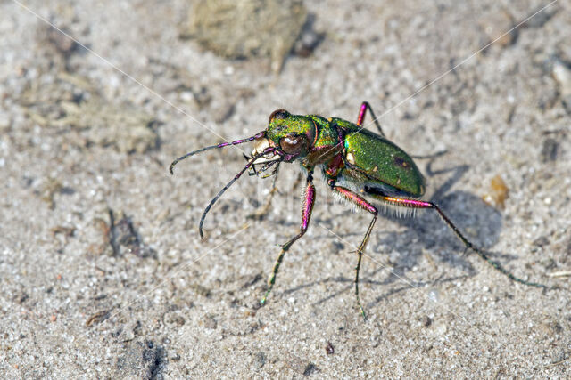 Groene zandloopkever (Cicindela campestris)