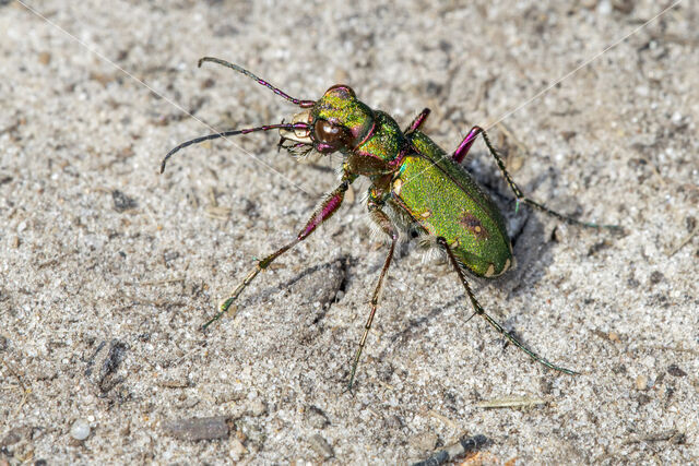 Groene zandloopkever (Cicindela campestris)