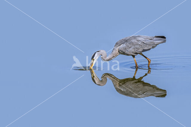 Blauwe Reiger (Ardea cinerea)