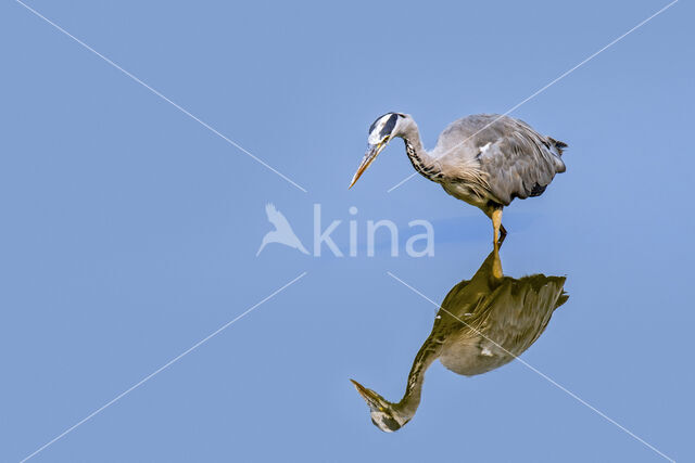 Blauwe Reiger (Ardea cinerea)