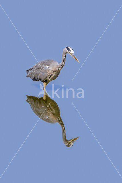 Blauwe Reiger (Ardea cinerea)