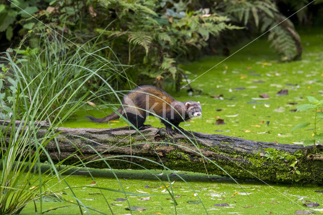 Bunzing (Mustela putorius)