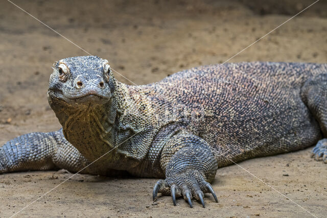 Komodovaraan (Varanus komodoensis)