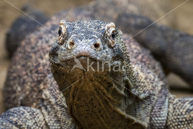 Komodovaraan (Varanus komodoensis)