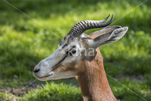 Gazelle