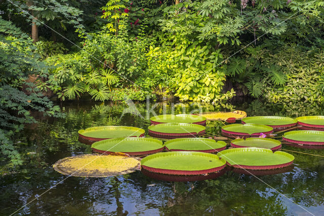 Giant waterlily (Victoria regia